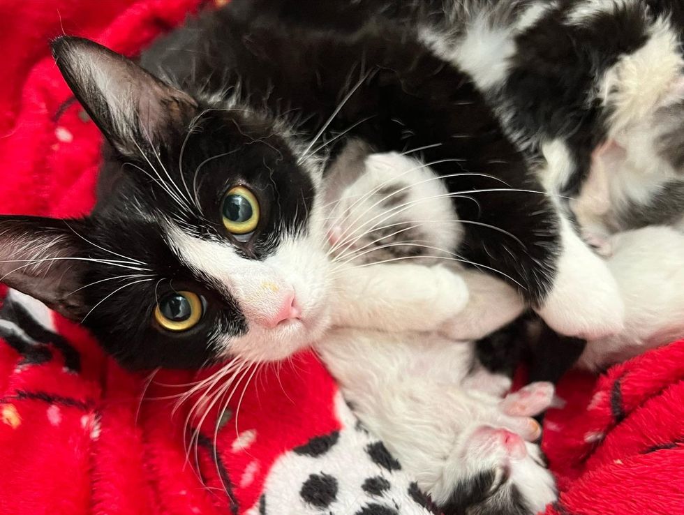 sweet feline  parent  nursing kittens