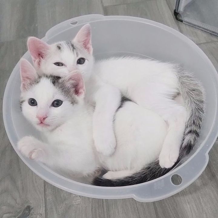 kittens cuddles bonded pair