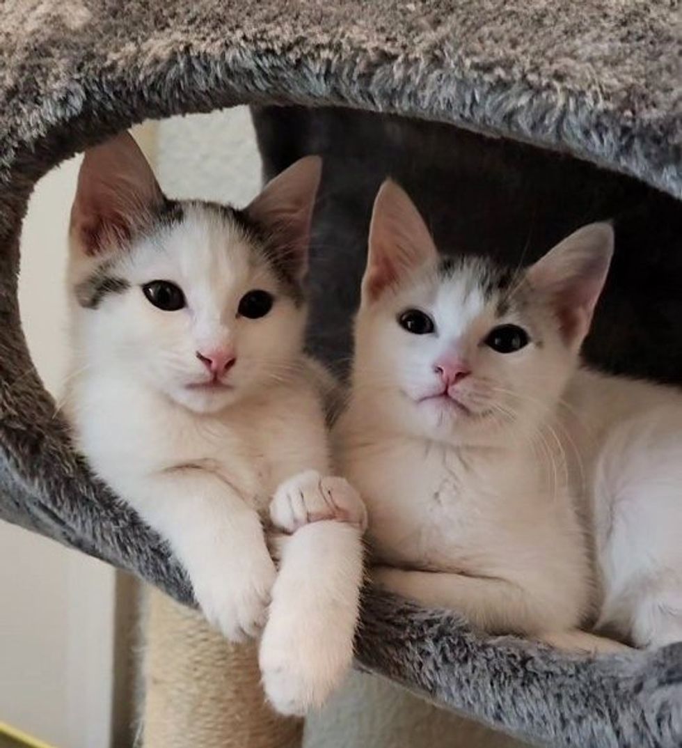 cute kittens champion  friends