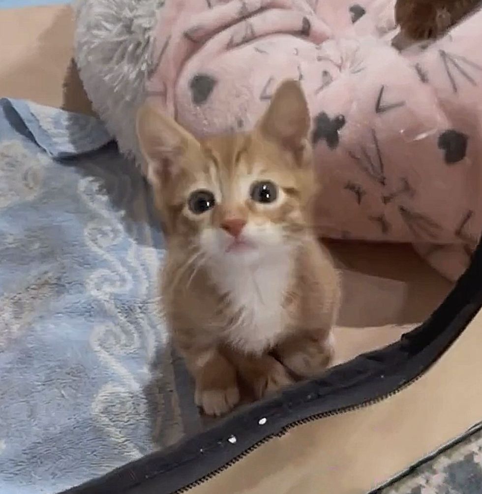 cute kitten ginger