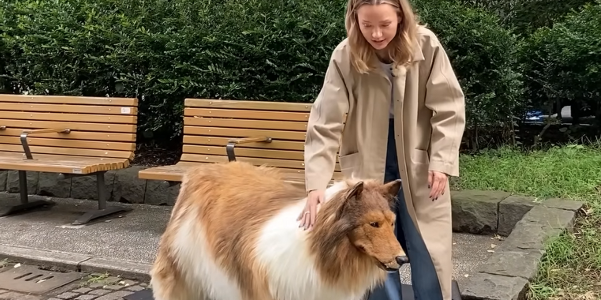 NextImg:Video: Man spends $14,000 to fulfill childhood 'desire to transform' into a collie dog