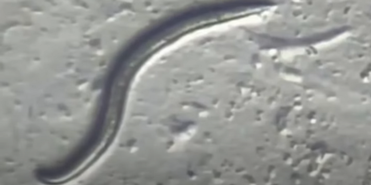 NextImg:46,000-year-old prehistoric worms from the Ice Age preserved in permafrost brought back to life by scientists