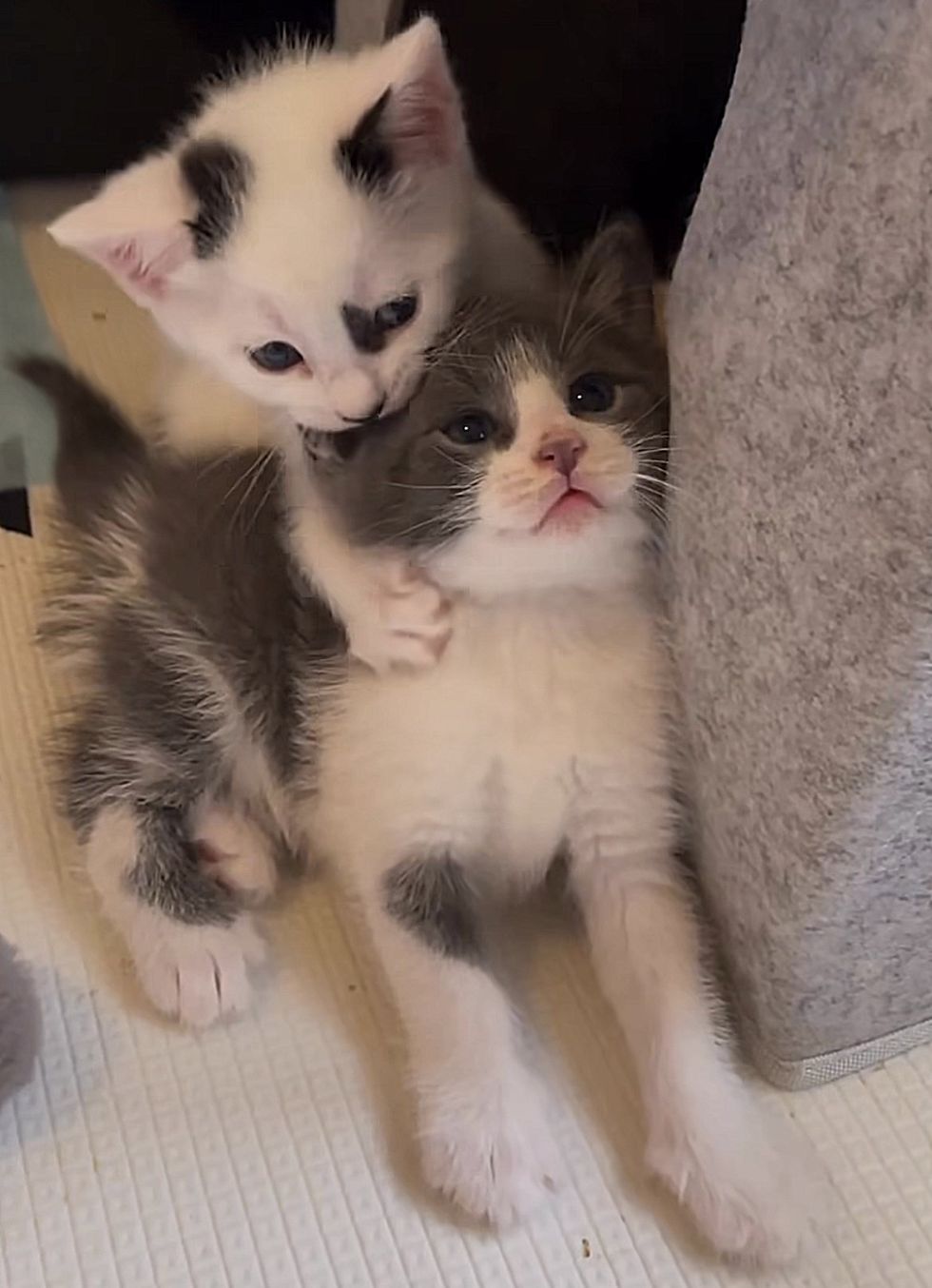 kittens wrestling cute