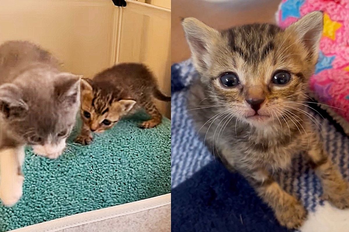 Cat Begs for Attention from Workers, Ends Up Getting Kittens Indoors and Adopting Another One Half Their Size
