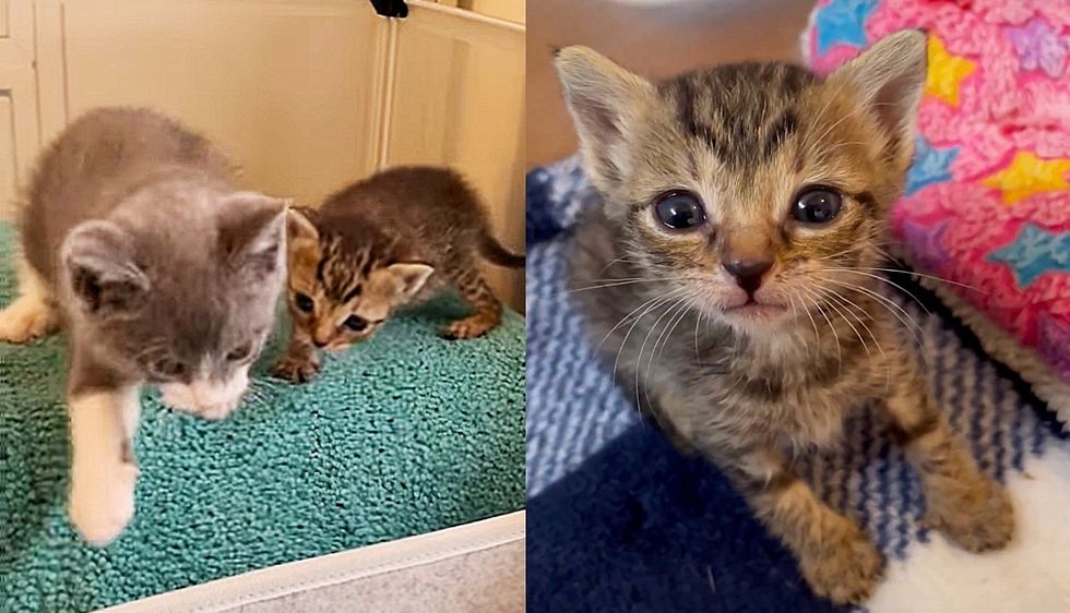 Cat Begs for Attention from Workers, Ends Up Getting Kittens Indoors and Adopting Another One Half Their Size