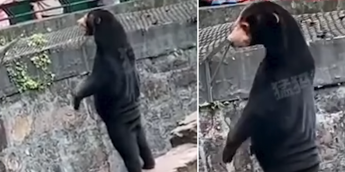 Chinese zoo denies bear is actually a human in a costume