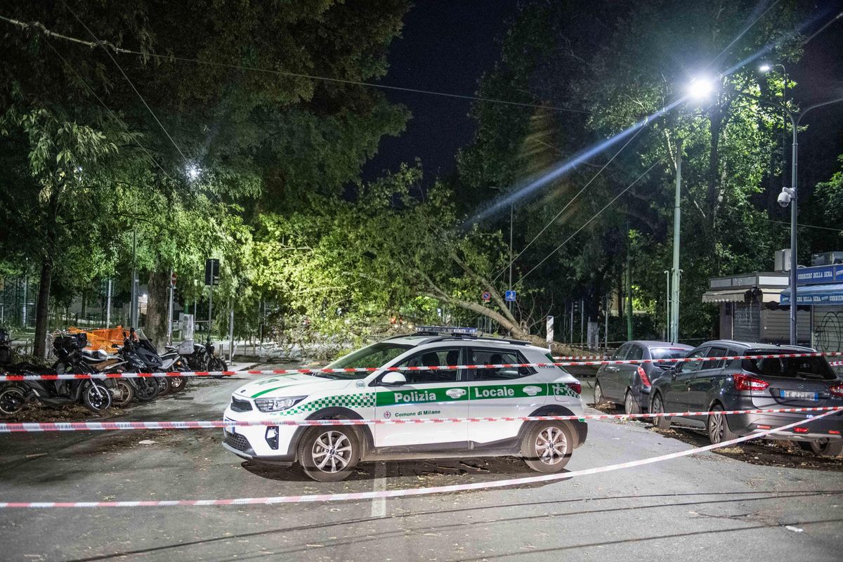 Alberi, a Milano il delitto perfetto