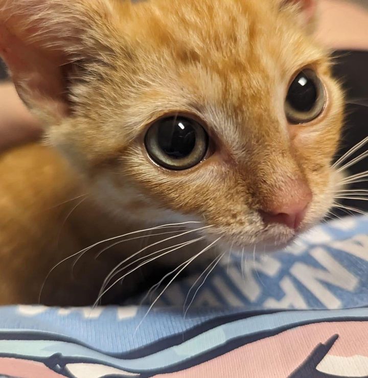 cuddly kitten monty