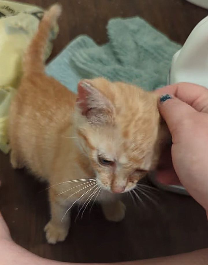 ginger tabby kitten monty