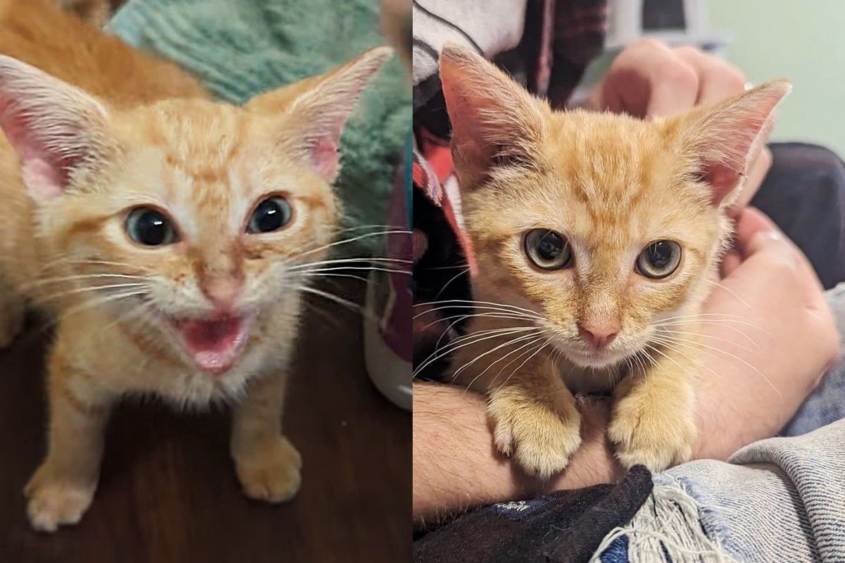 Kitten Found Under Moving Car at Grocery Store Immediately Starts to Change When He's Brought Inside