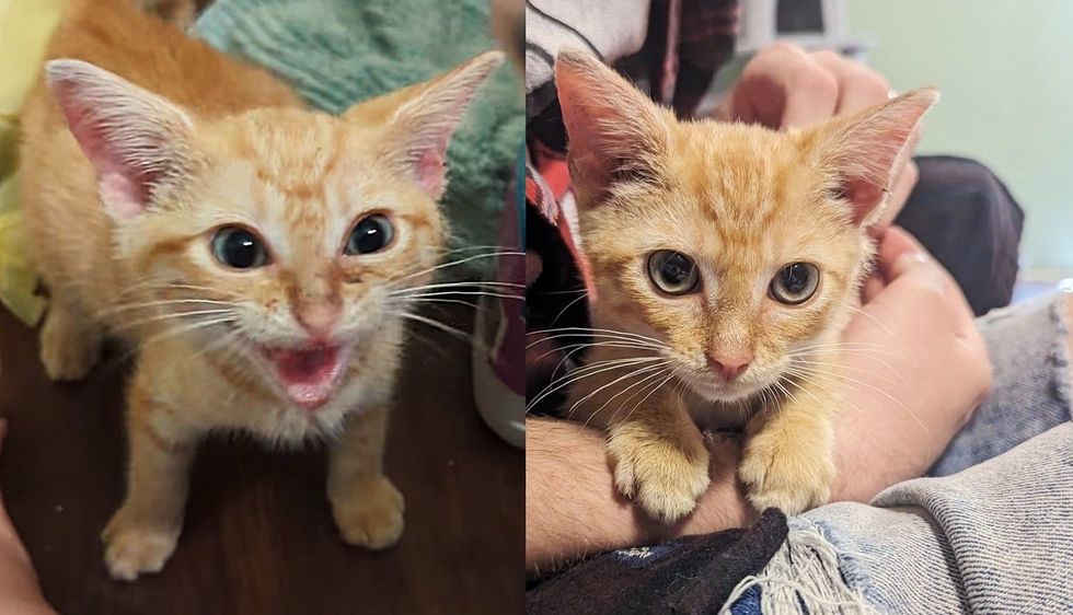 Kitten Found Under Moving Car at Grocery Store Immediately Starts to Change When He's Brought Inside