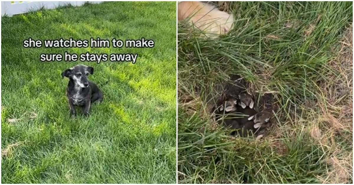 dogs, the dodo, pet videos