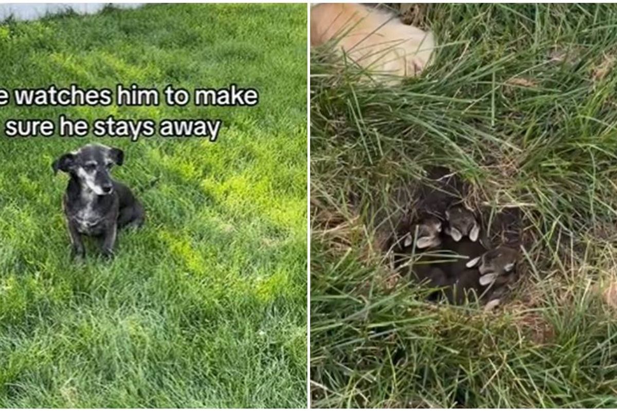 dogs, the dodo, pet videos