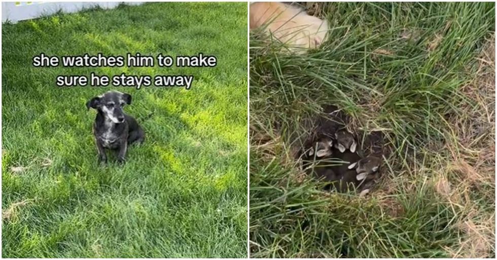 Woman discovers the adorable reason why all the dogs won't leave the same spot on the lawn