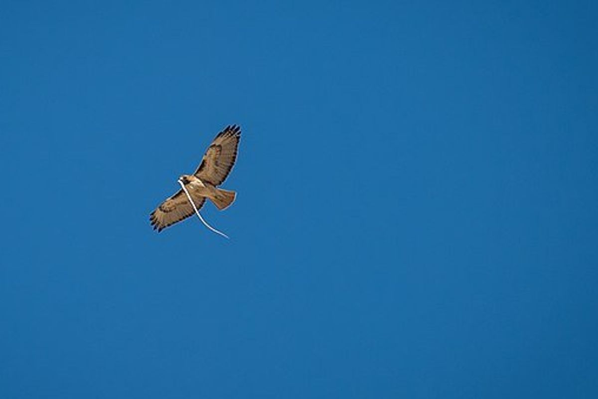 hawk carrying snake