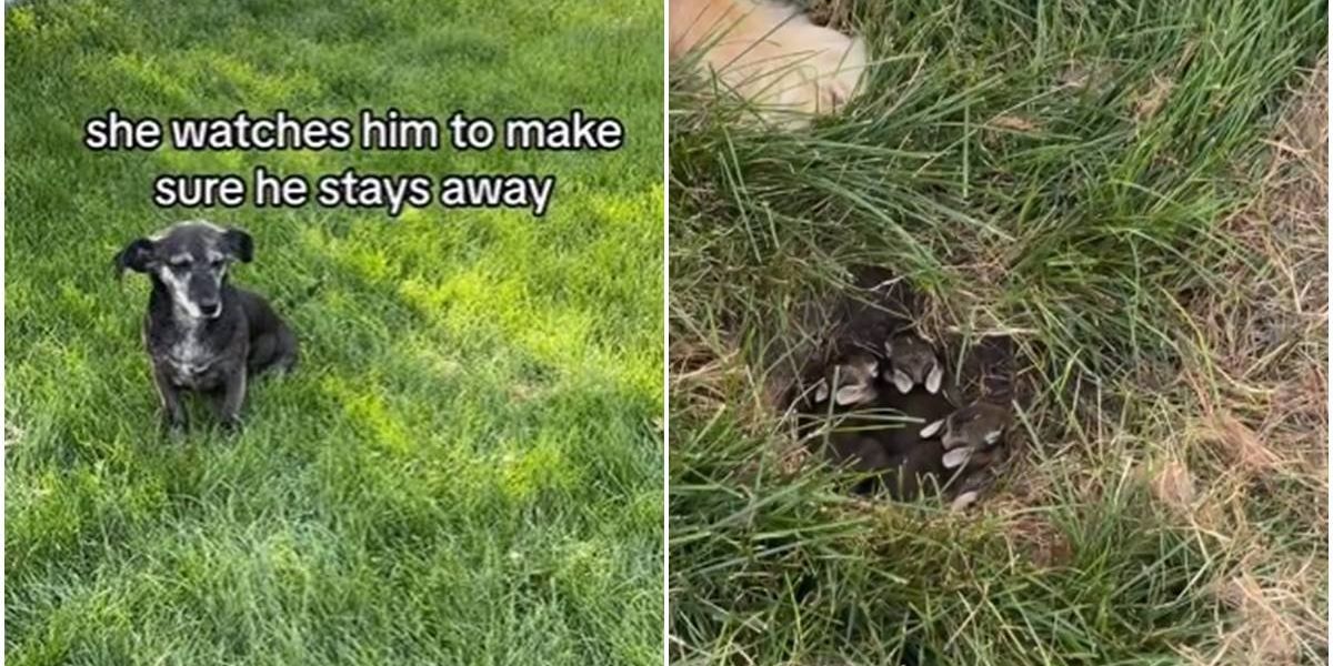 Dogs are obsessed with spot on lawn - Upworthy