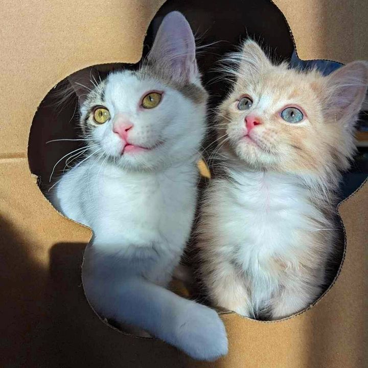 best friends kittens