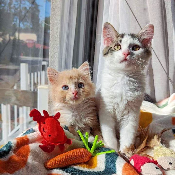 kittens best friends