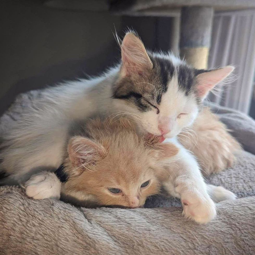 kittens saccharine  cleaning