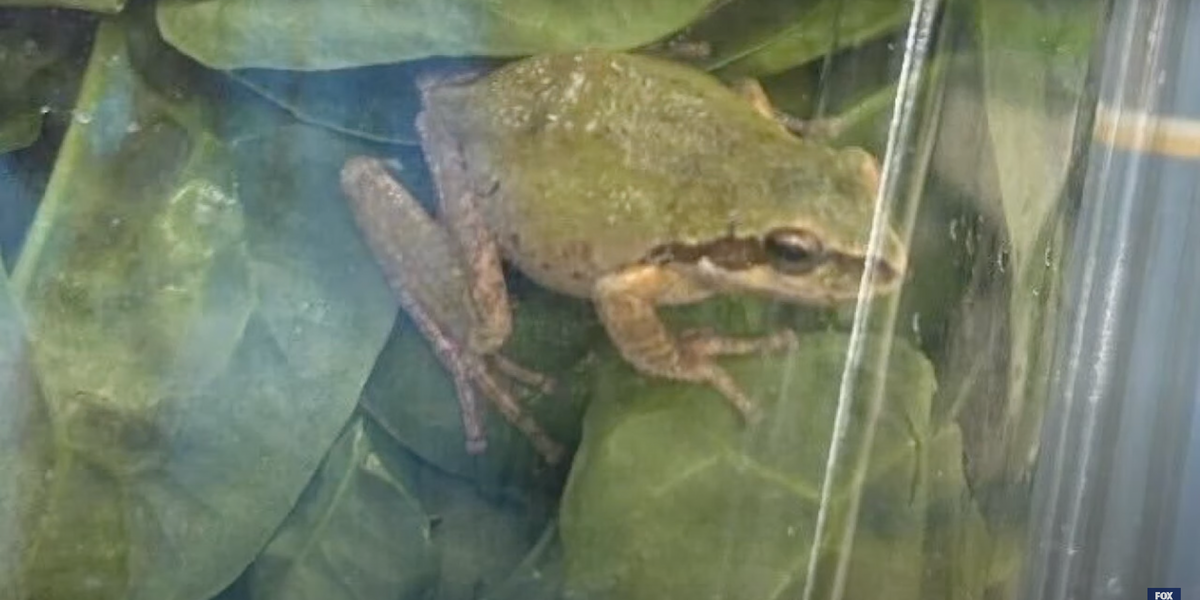 NextImg:'It was alive and moving': Woman buys box of organic spinach that turned out to also contain a frog