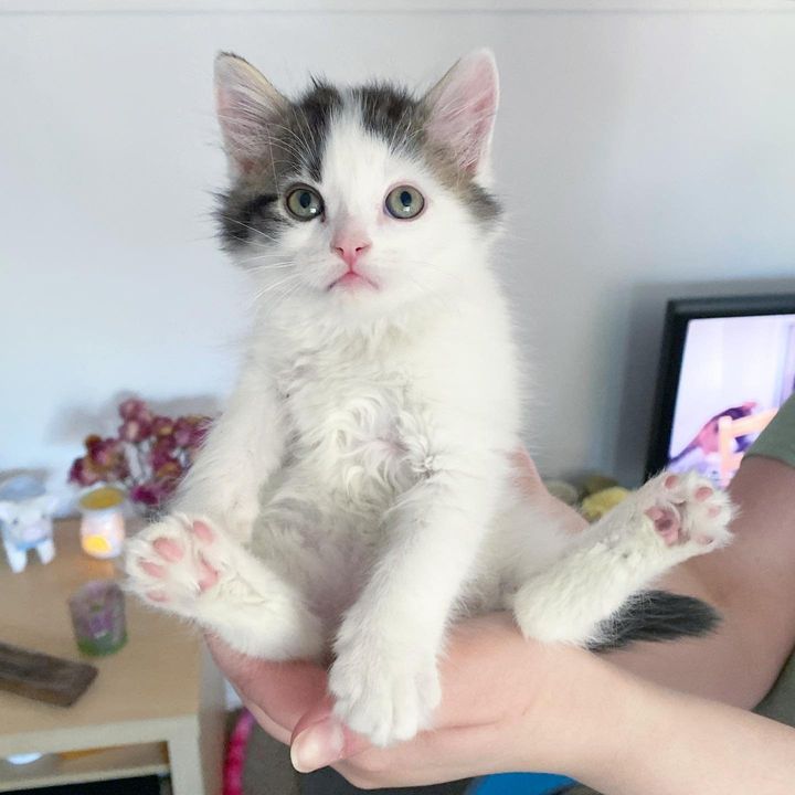 cute kitten held