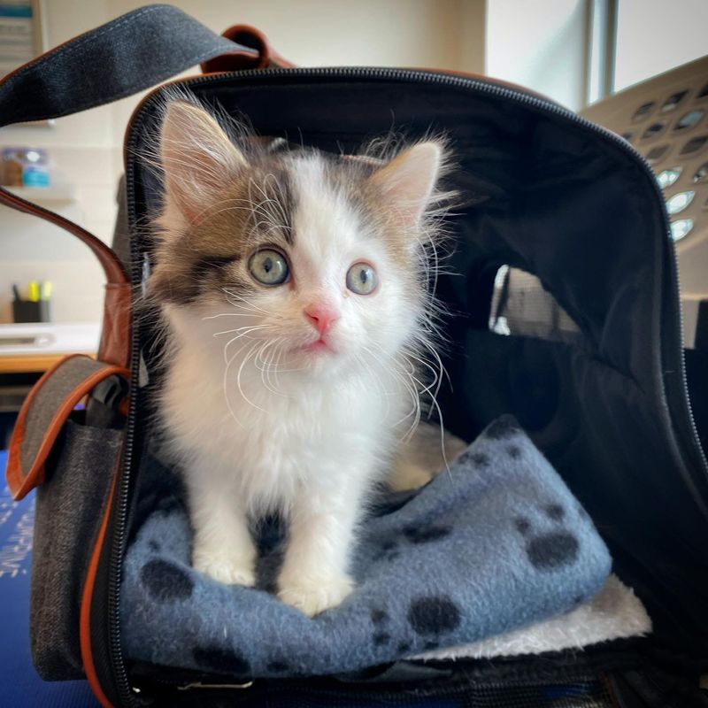 sweet kitten carrier