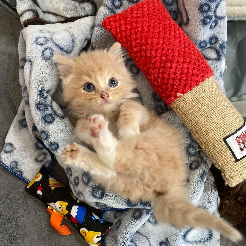 fluffy ginger kitten, kitten toebeans