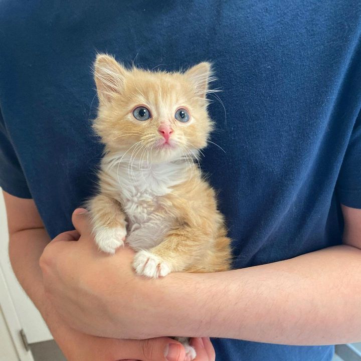 cuddly kitten ginger