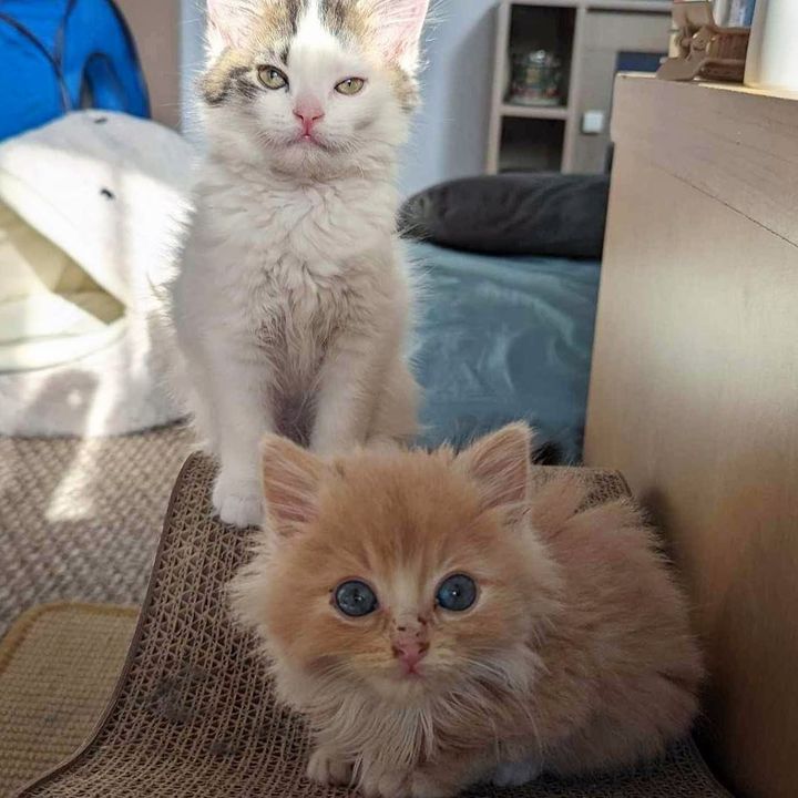 best friend kittens