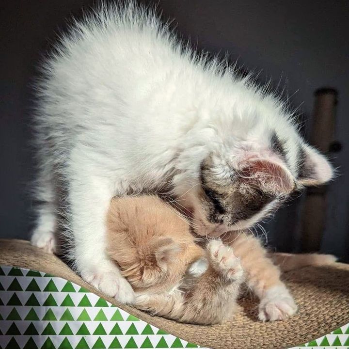 kittens play cute