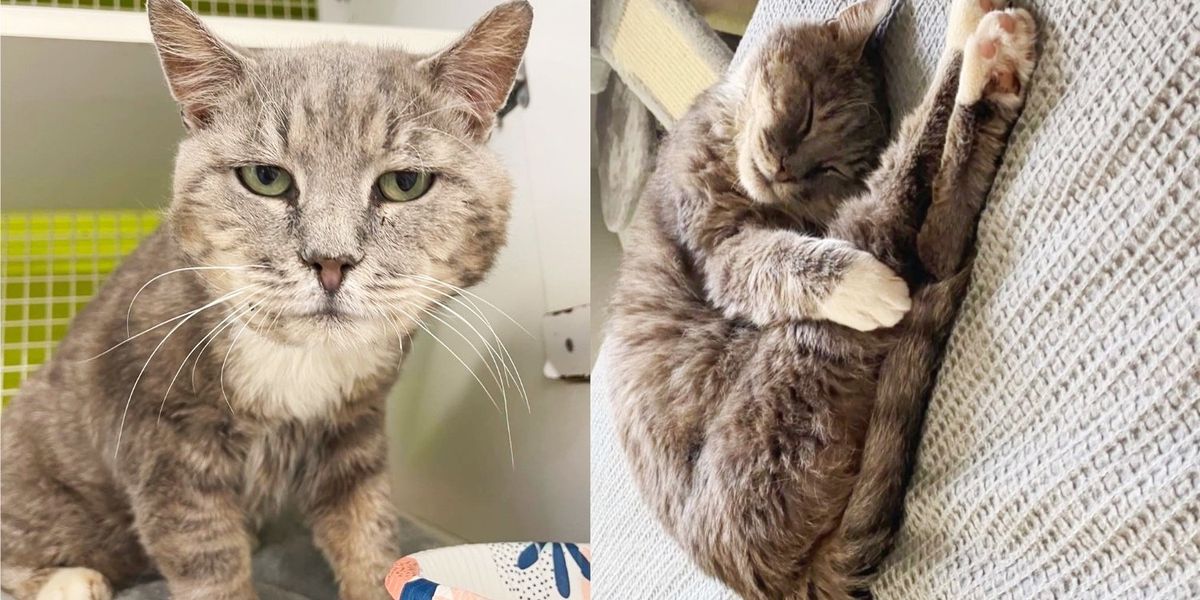 Cat Found with Kittens that Don't Belong to Him, Months Later He