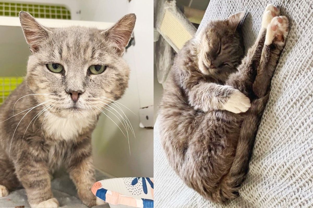 Cat Found with Kittens that Don't Belong to Him, Months Later He Finally Has What He's Been Waiting for