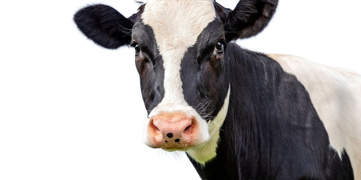 NextImg:Cow with reportedly racist name wins award at state fair, prompting complaint from attendee