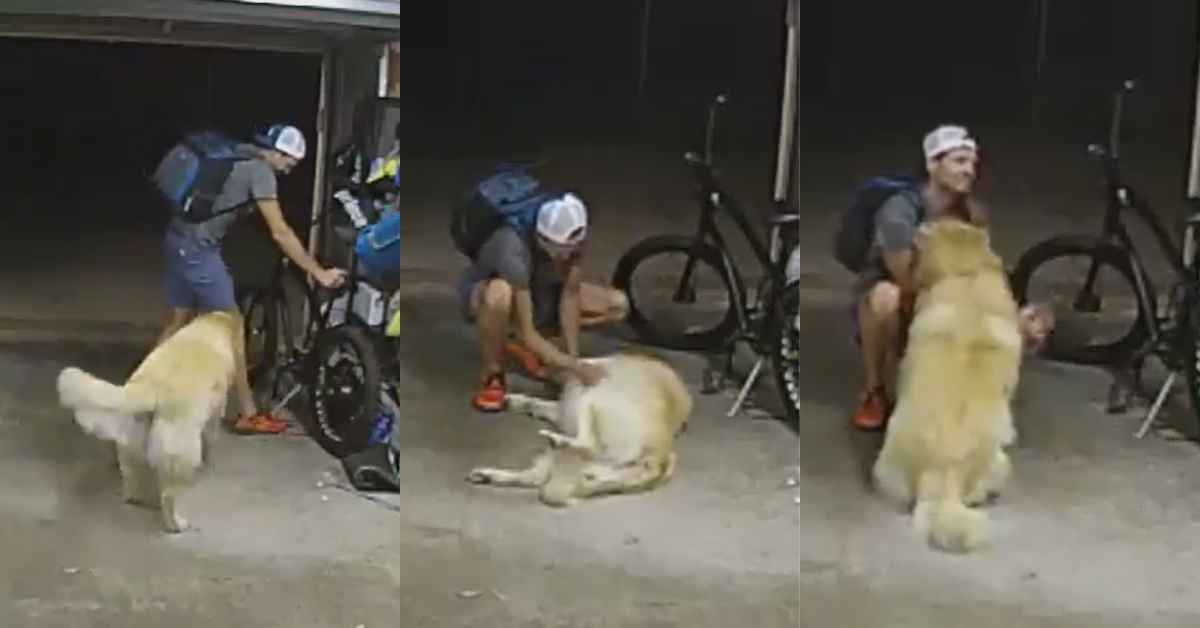 Suspected bike thief interacts with dog
