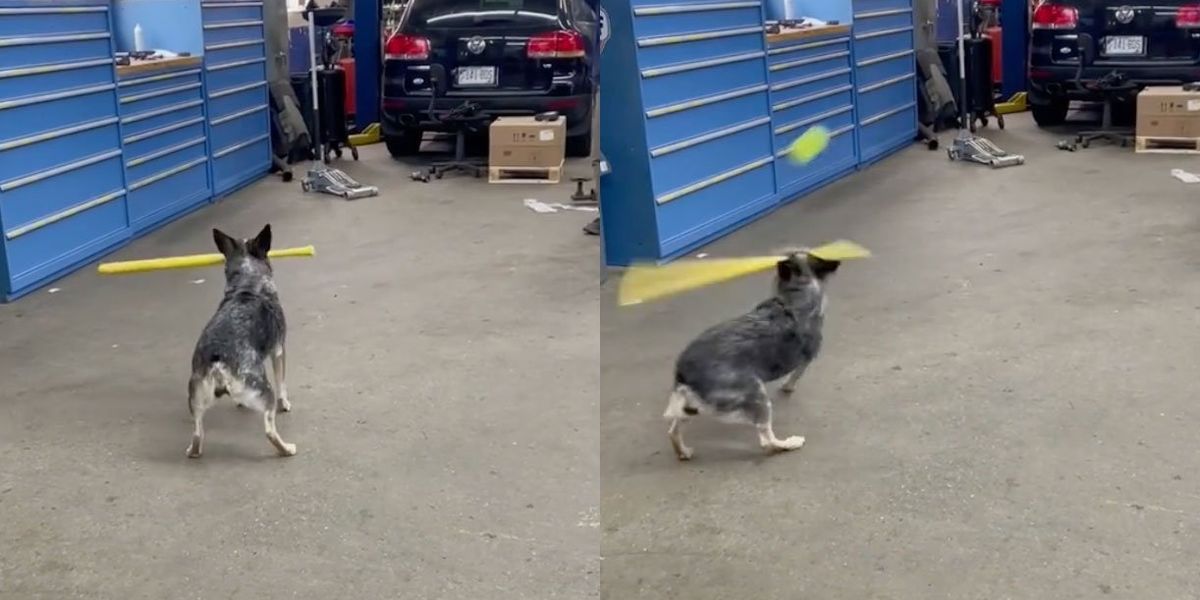 Pepper the dog can hit a wiffle ball Upworthy