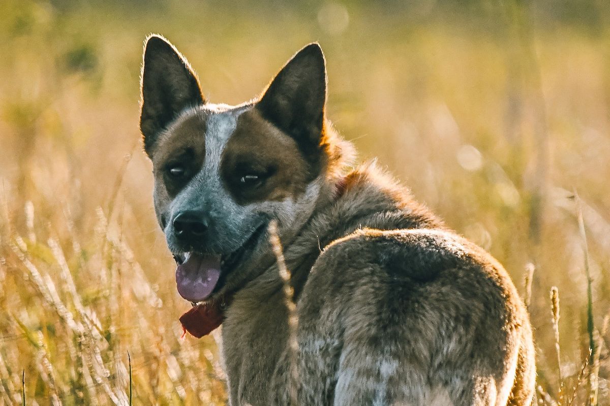 cattle dog, pepper baseball dog, athletic dogs