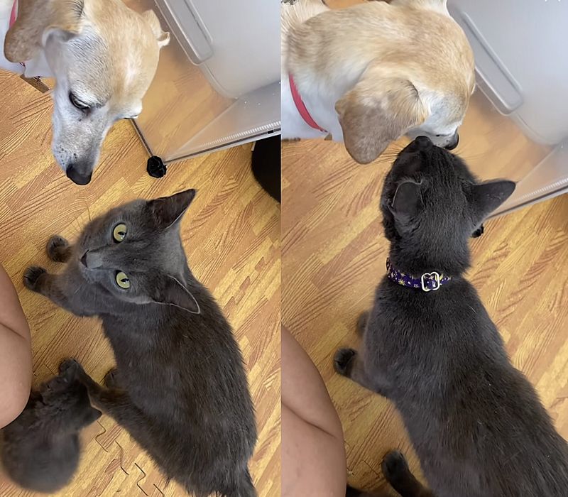 cat dog friends