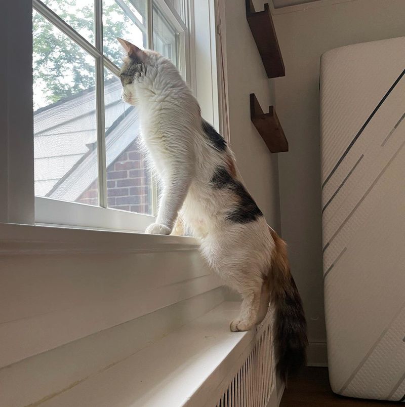 sweet cat window