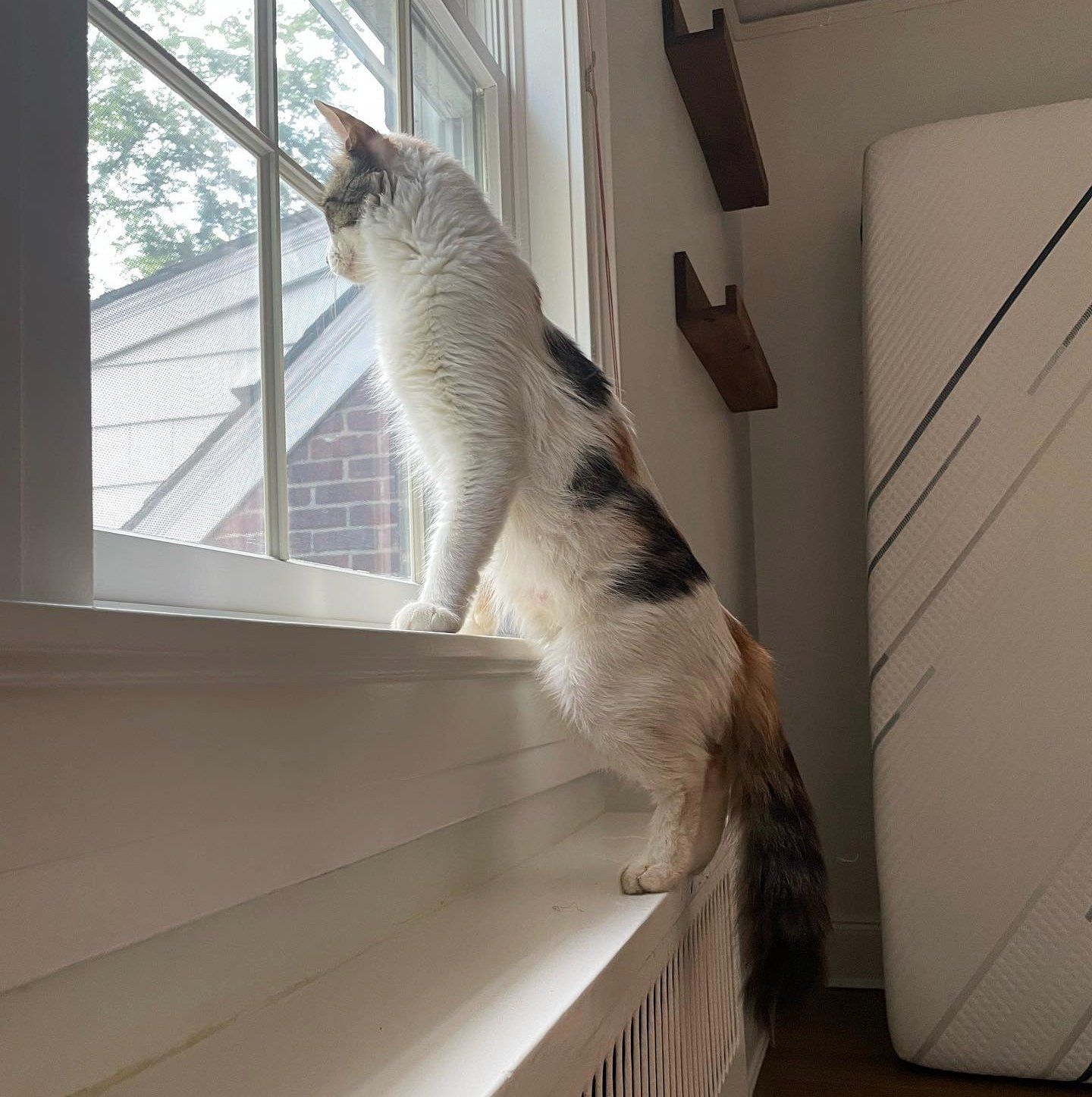 sweet cat window