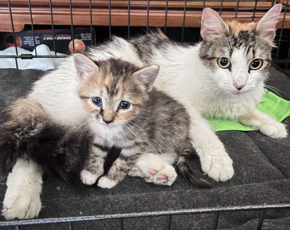 Cat and Her Kitten Saved in a Milk Crate Now Share New Life that They ...