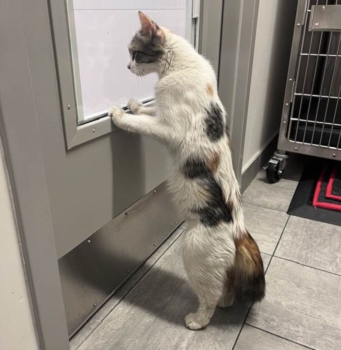 cat vet looking window