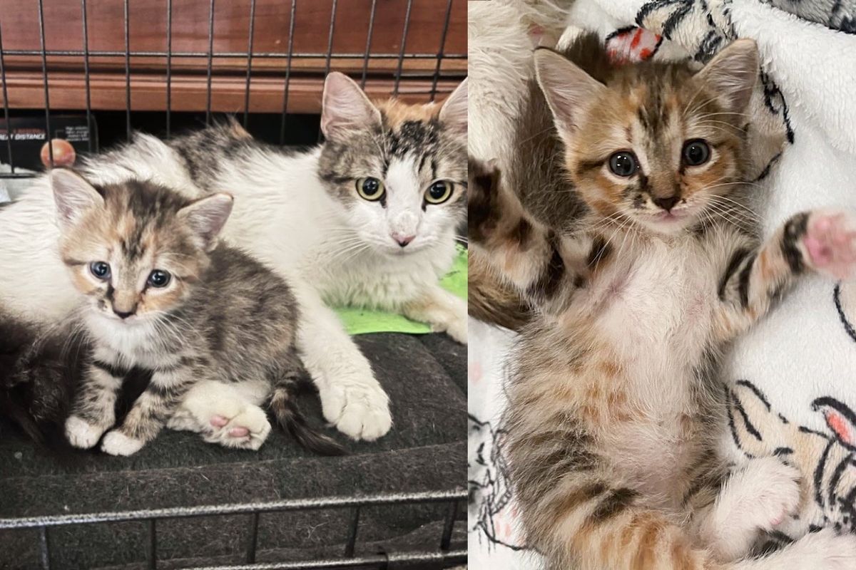 Cat and Her Kitten Saved in a Milk Crate Now Share New Life that They've Always Wanted