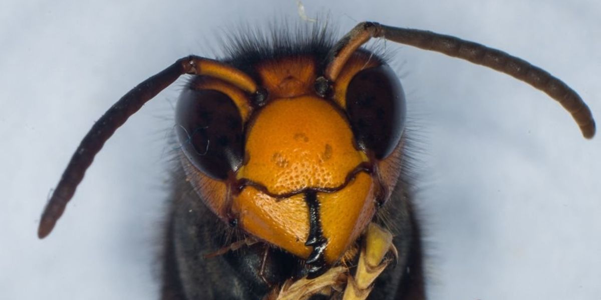 NextImg:Live yellow-legged hornet said to have been detected in the open U.S. for the first time