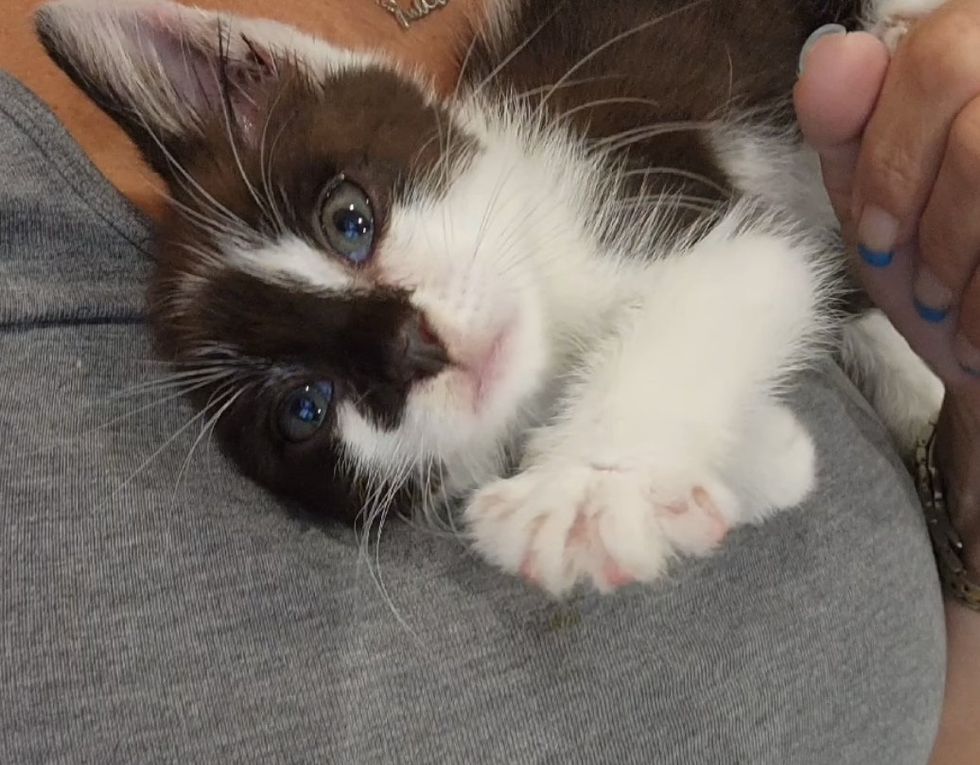kitten snuggly paw