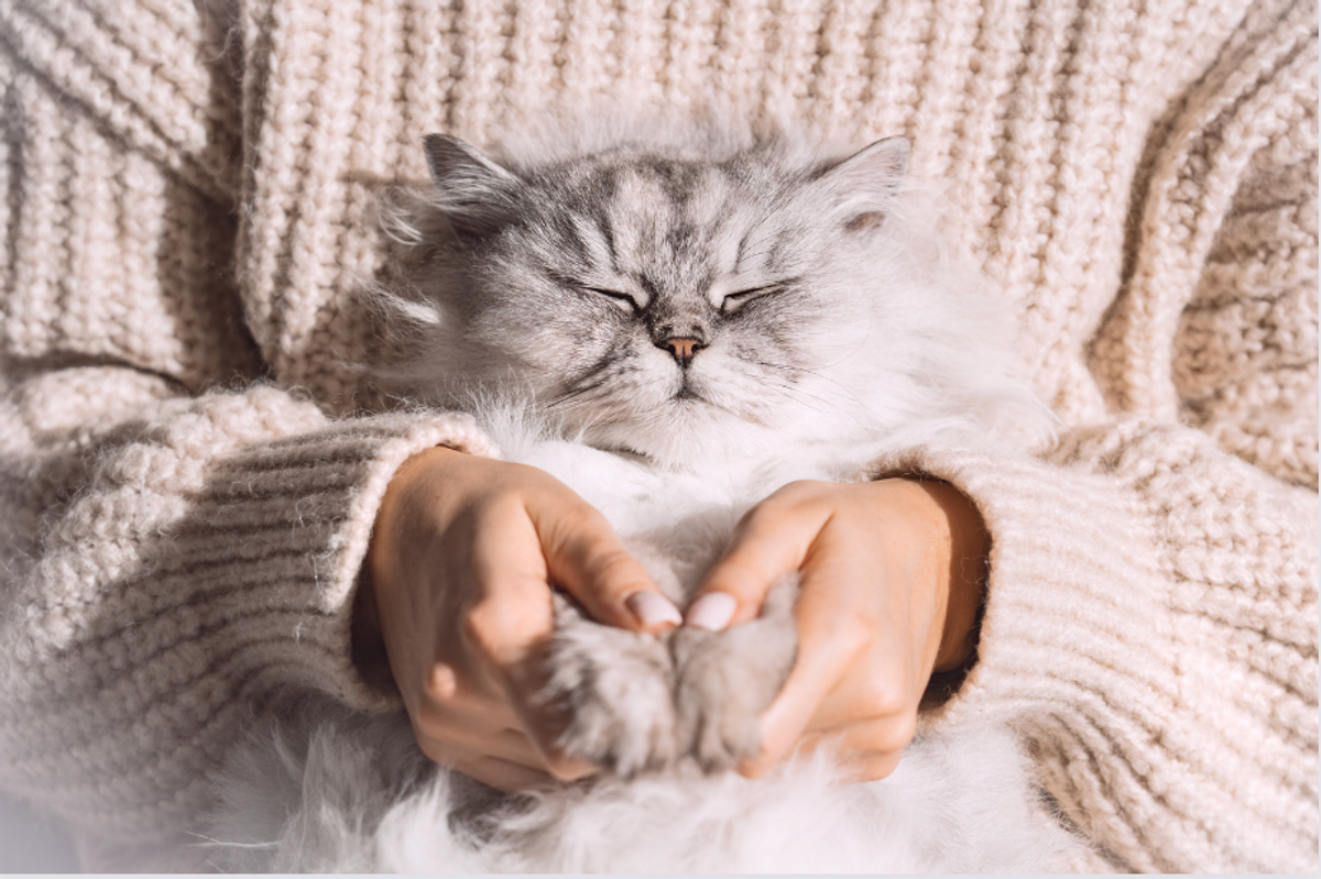Cutest Cat GIFs of 2017 to Send Your Friends