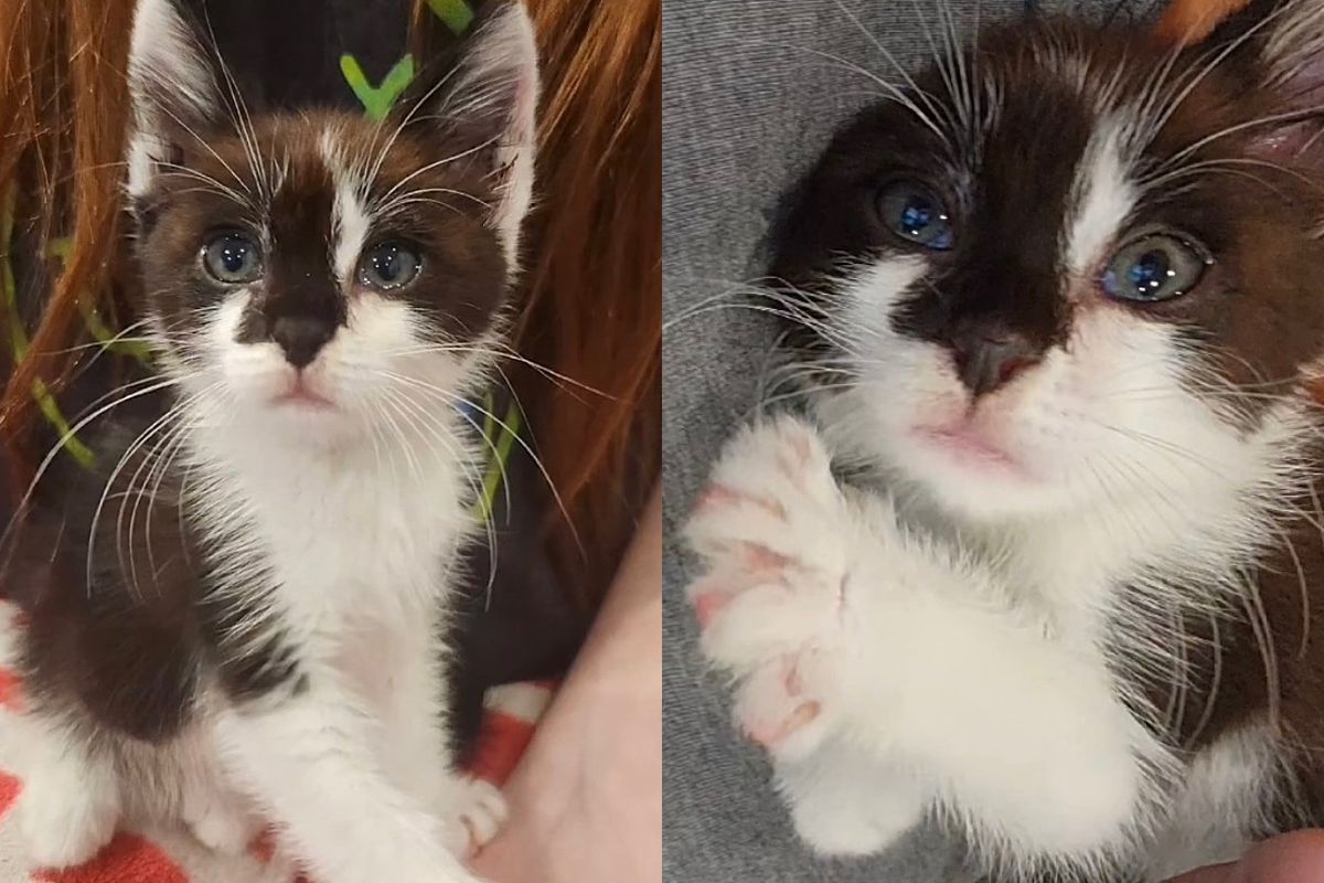 Kitten Clings to the People Who Come for Him After a Week at Shelter, They End Up Saving His Life