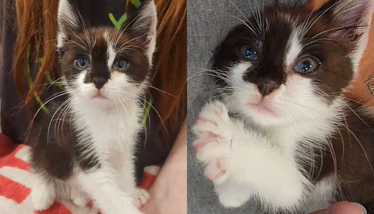 Kitten Clings to the People Who Come for Him After a Week at Shelter, They End Up Saving His Life