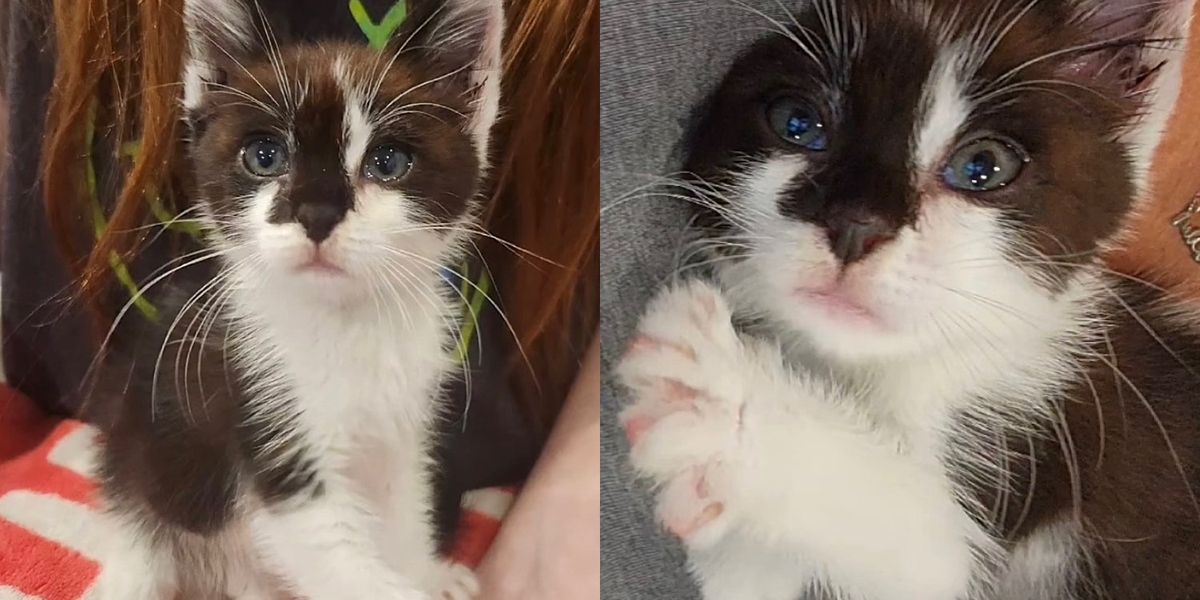 Very Last Tiny Black Kitten Left in Shelter Finds Foster Home