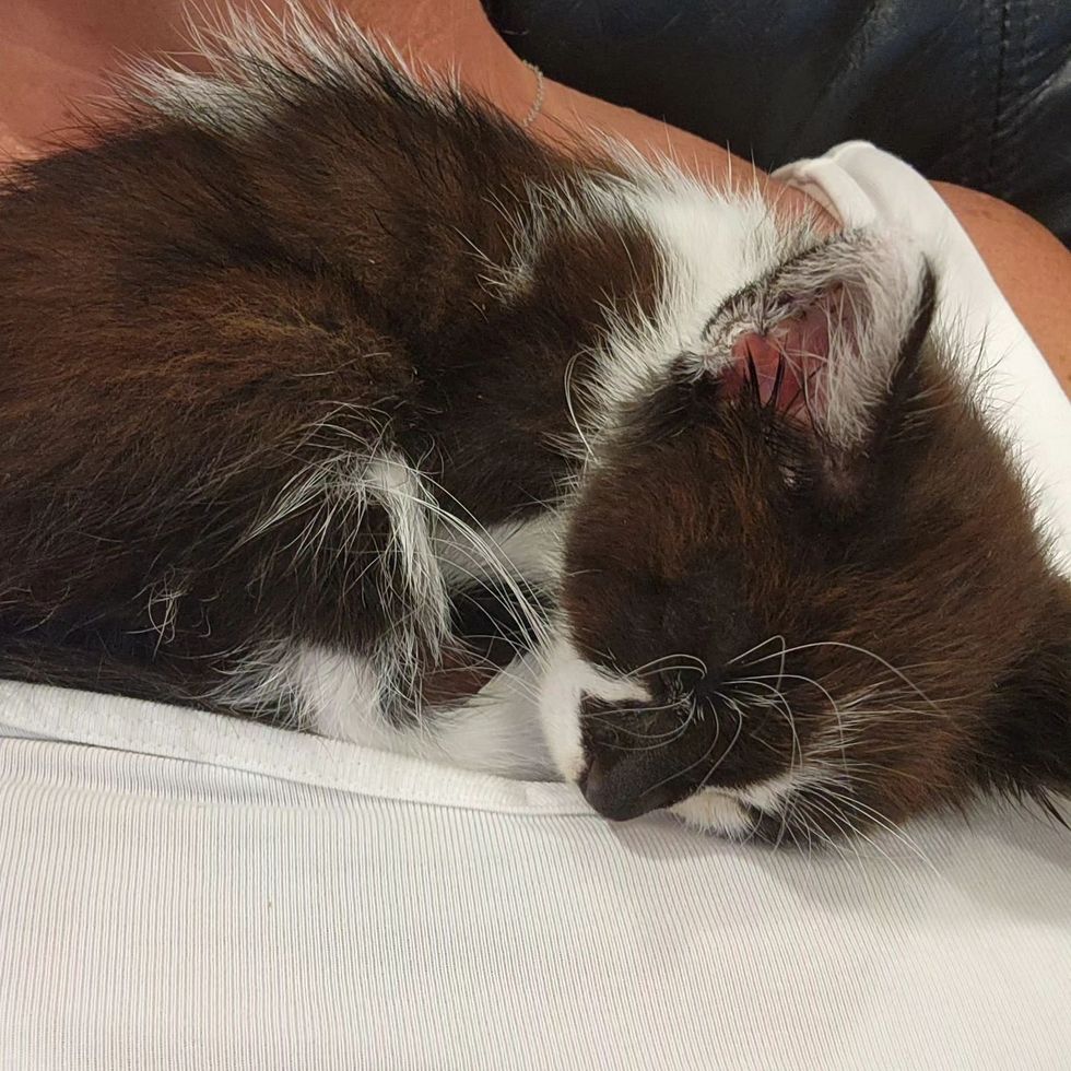 kitten curled up   sleeping