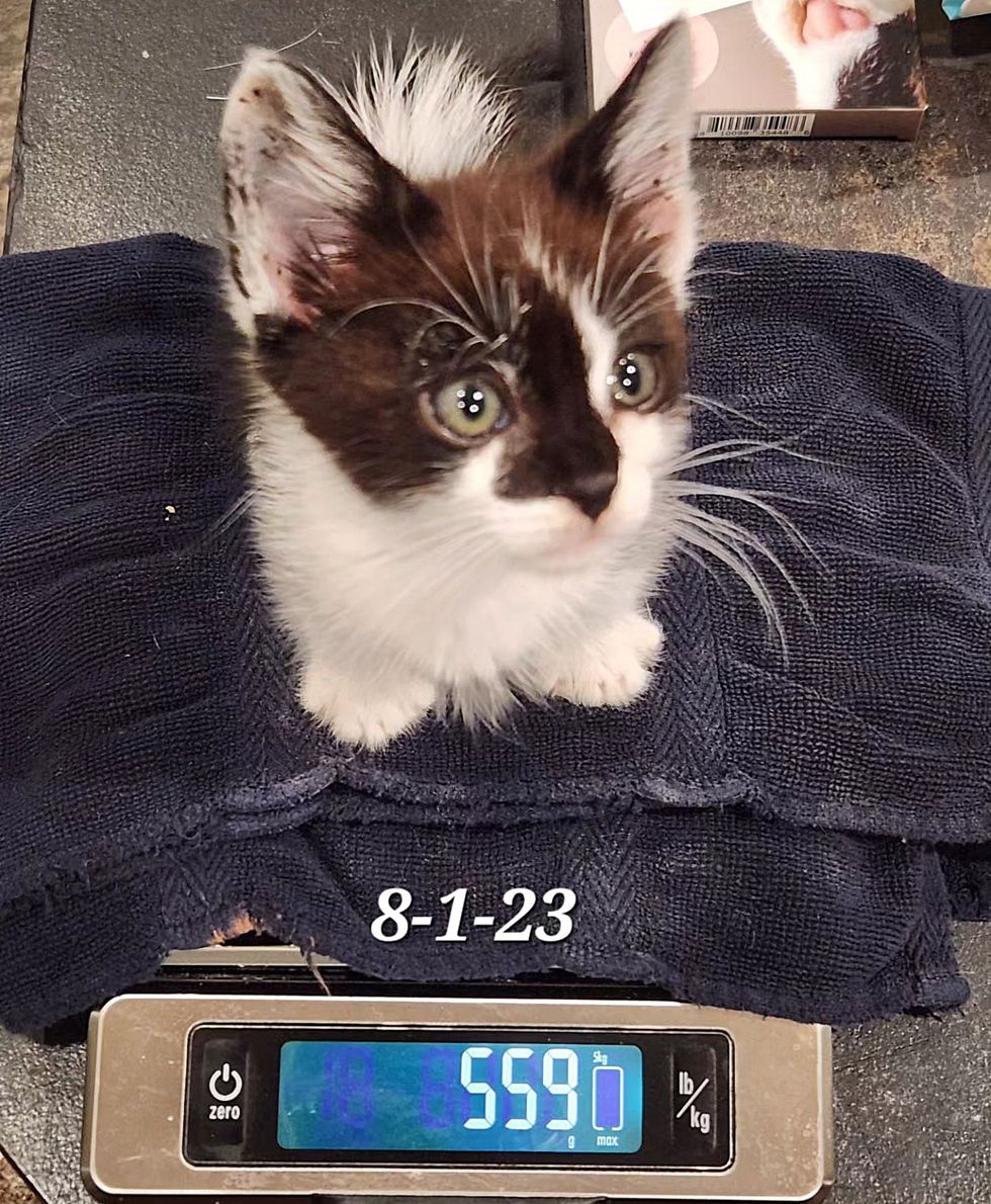 kitten connected  scale